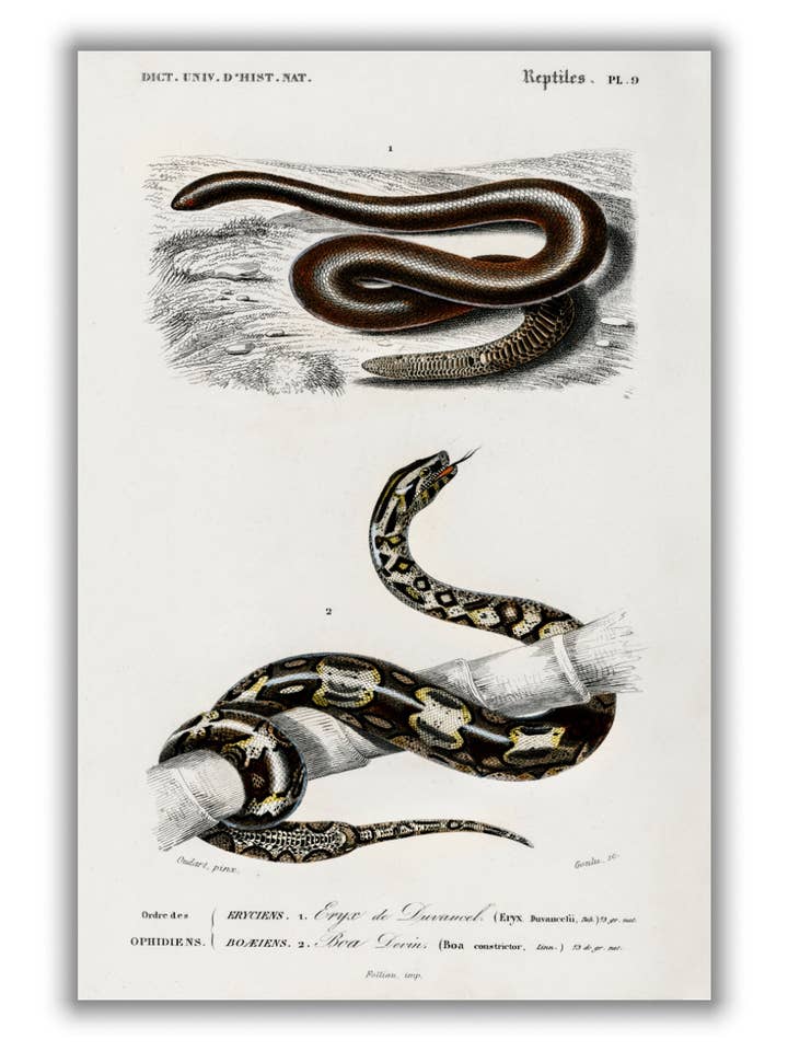 Eryx y la boa de cola roja para venta al por mayor de Stanley Print House