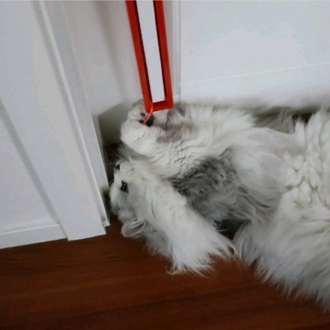 MOODY PET - Wholesale Pet Toy - Cat - Fling-Ama-String8