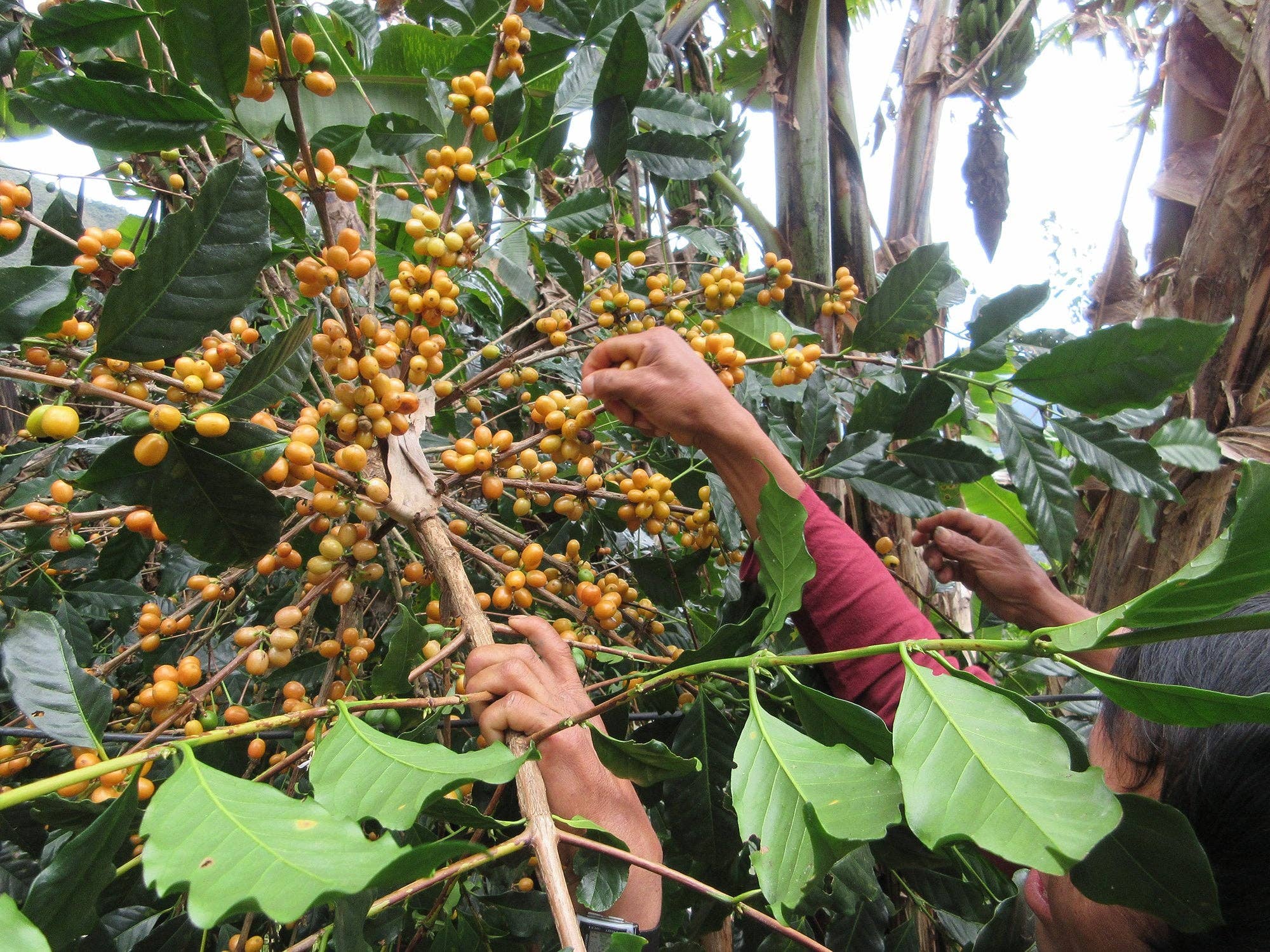 Whiptail Coffee - Wholesale Coffee Beans - Peru Alto Maravilla - Eloy Huillca Robles -SQ10344884