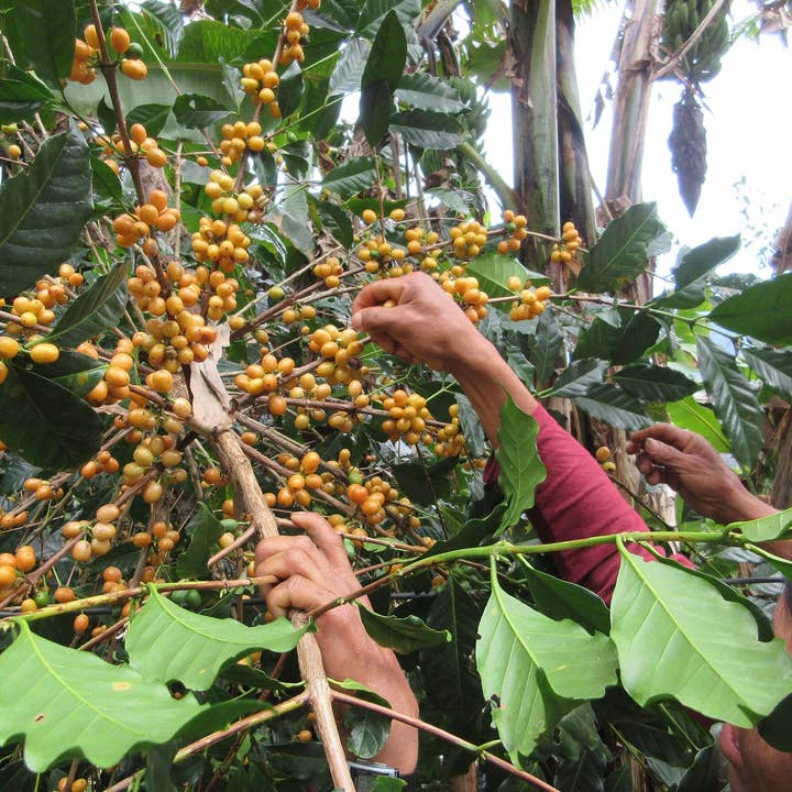 Whiptail Coffee - Wholesale Coffee Beans - Peru Alto Maravilla - Eloy Huillca Robles -SQ10344884