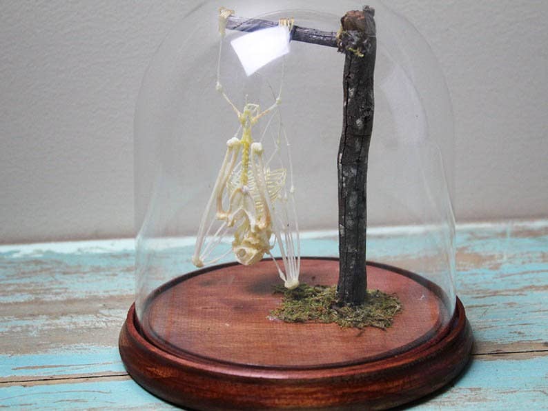 Newman Art Designs – Engroshandel Bordpynt – Asiatisk flagermusskelet i en kuppel - Ikke-cites-listede arter3