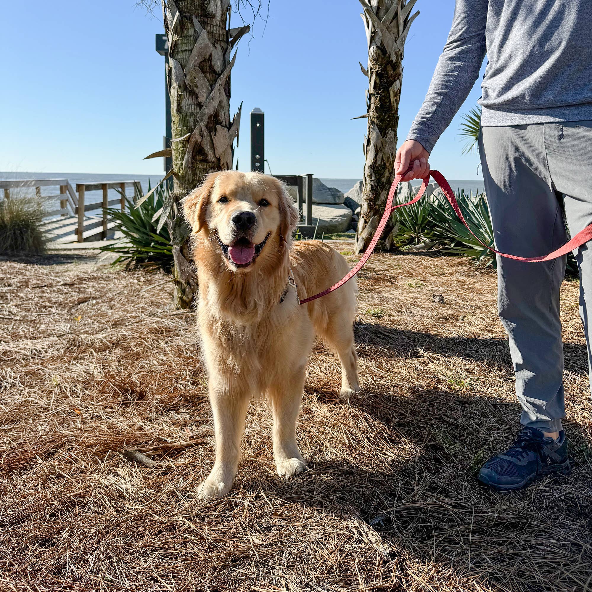 Carolina Pet Company - Wholesale Pet Collar - Dog - Checkered Wave Dog Collar13