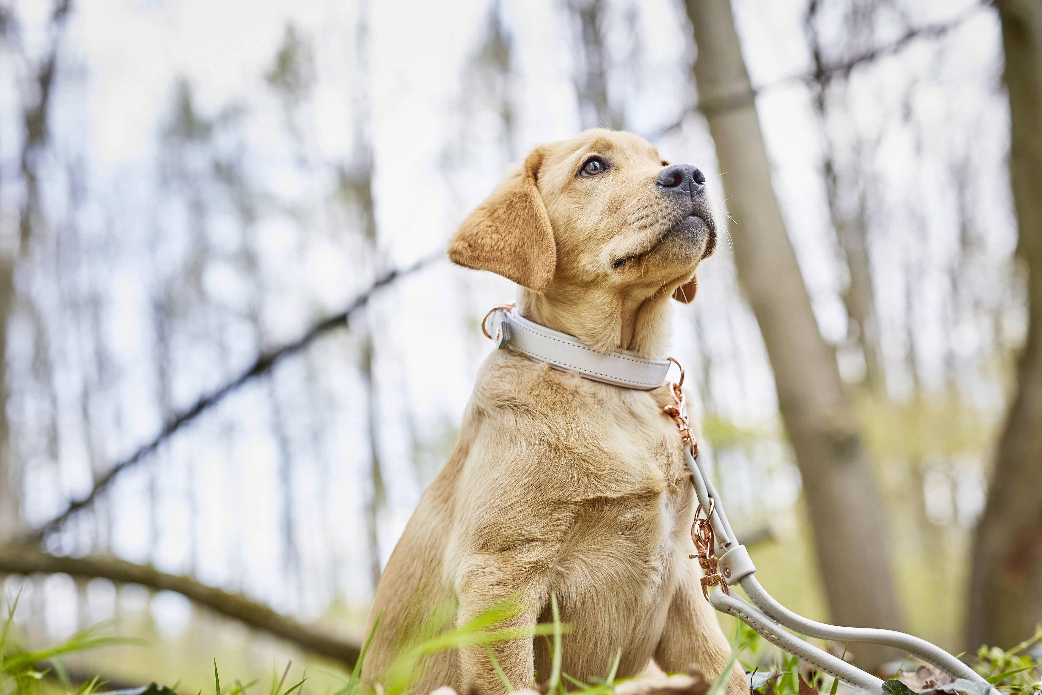 LABONI - Volentis GmbH - Wholesale Pet Collar - Dog - AMICI dog collar32