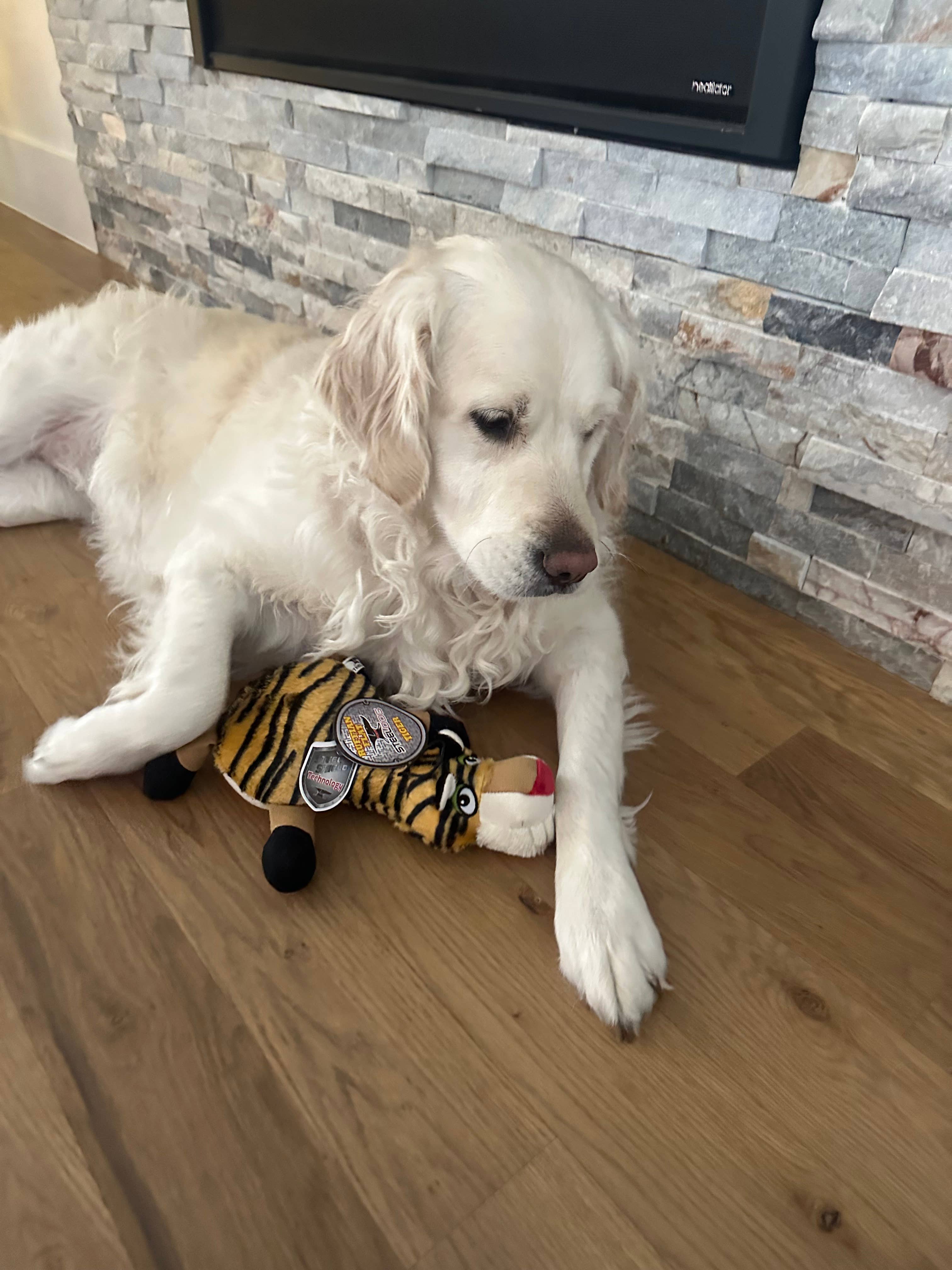 STEELDOG USA LLC – Peluche - Cão por atacado – Ruffian Flat Tigre1