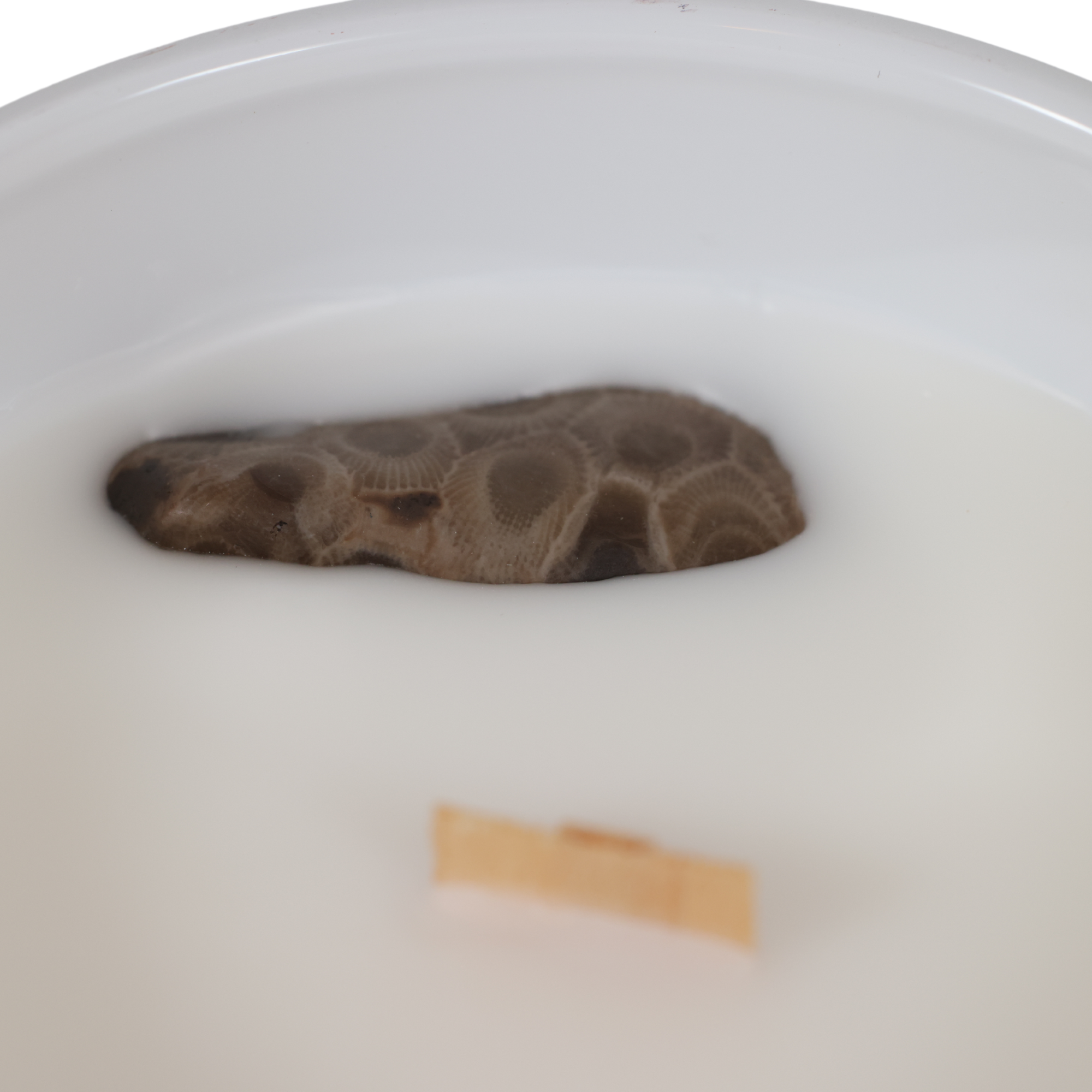 June Apothicarie - Wholesale Jar/Filled Candle - Petoskey Stones® 12 oz Glass Wooden Wick Candle5