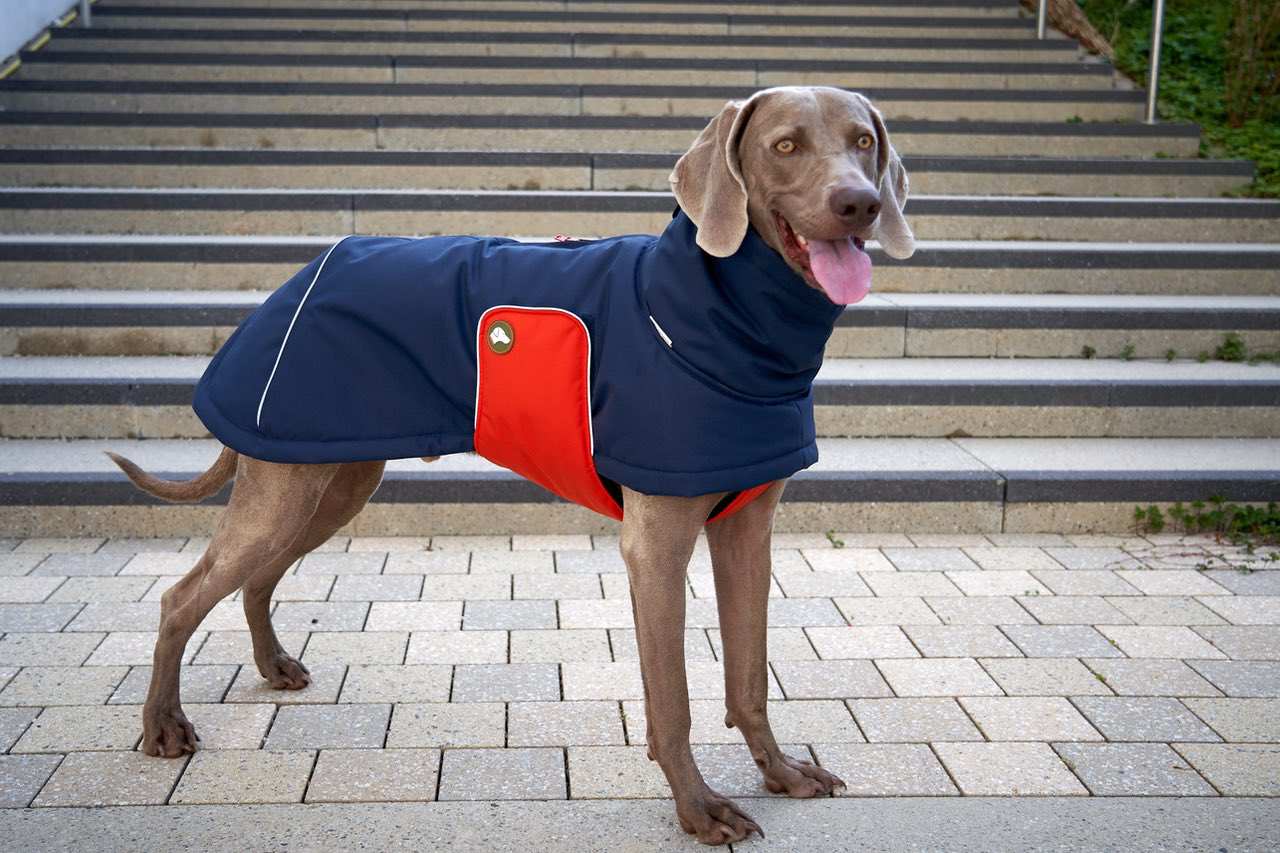 Marina de medianoche Abrigo de invierno para perros Oskar en azul marino de venta al por mayor en Faire3