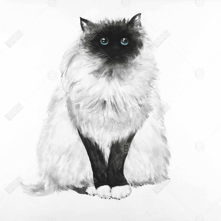 Negro Gato siamés esponjoso de ojos azules | 71 x 74 pulgadas de venta al por mayor en Faire