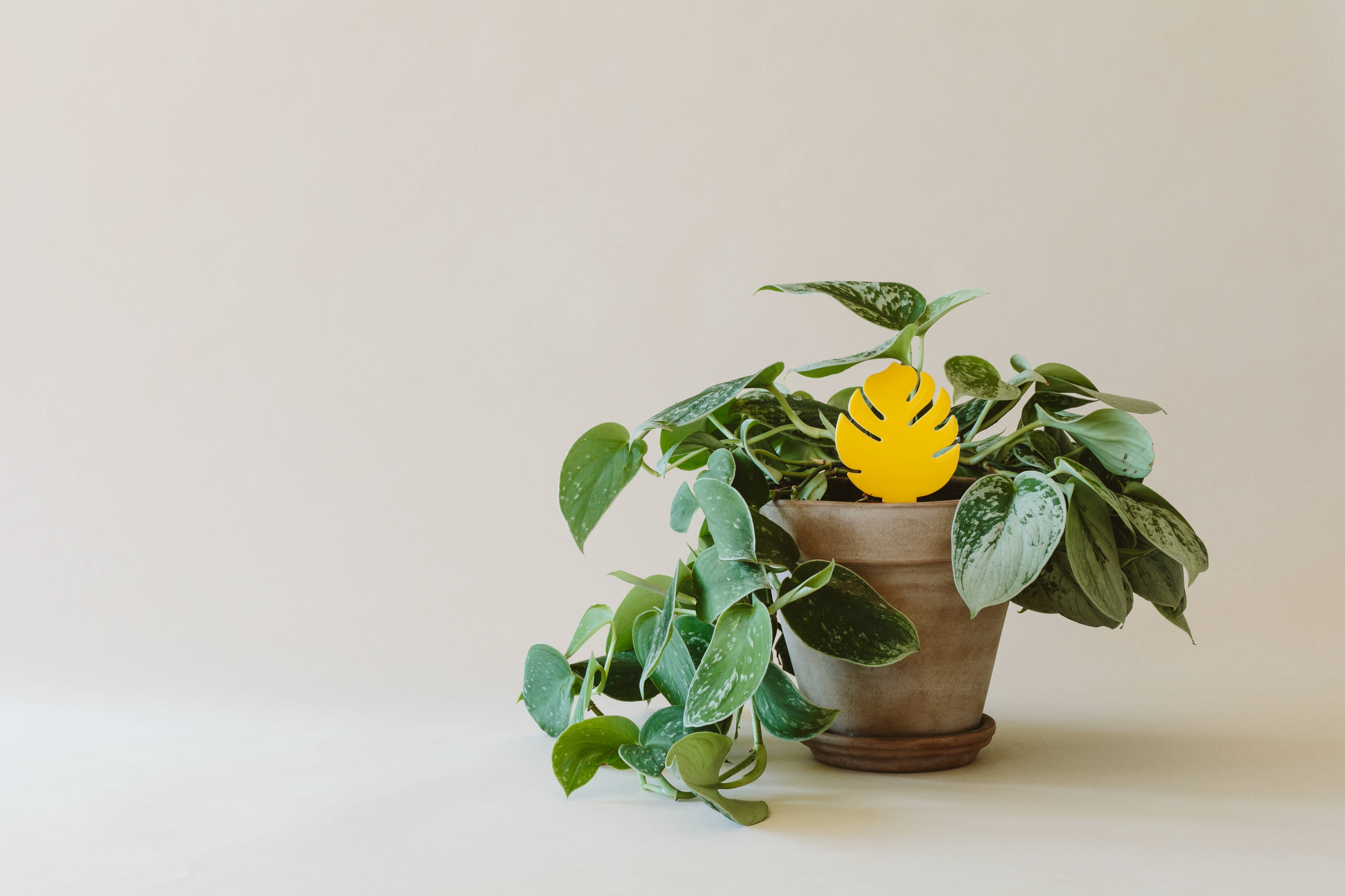 Arber - Wholesale Plant Pot - Sticky Traps for Plant Pests2