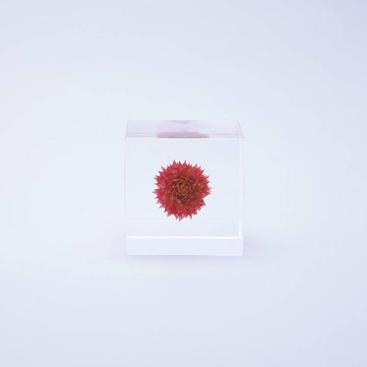 Sola cube - Wholesale Decorative Tabletop Object - Globe amaranth2