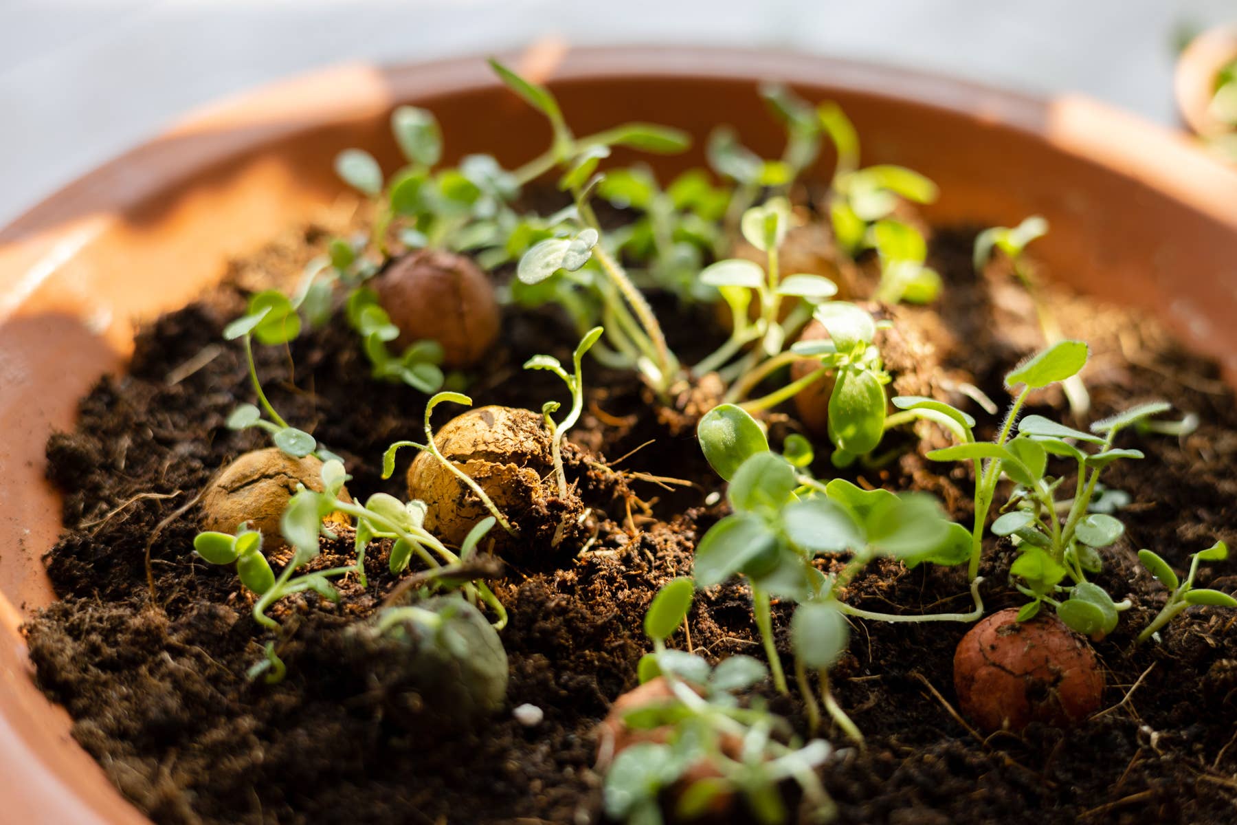 Blossombs - Wholesale Plant Seeds - Mini Gift Box – Blossombs for the Best Mum – 4 Seed Bombs6