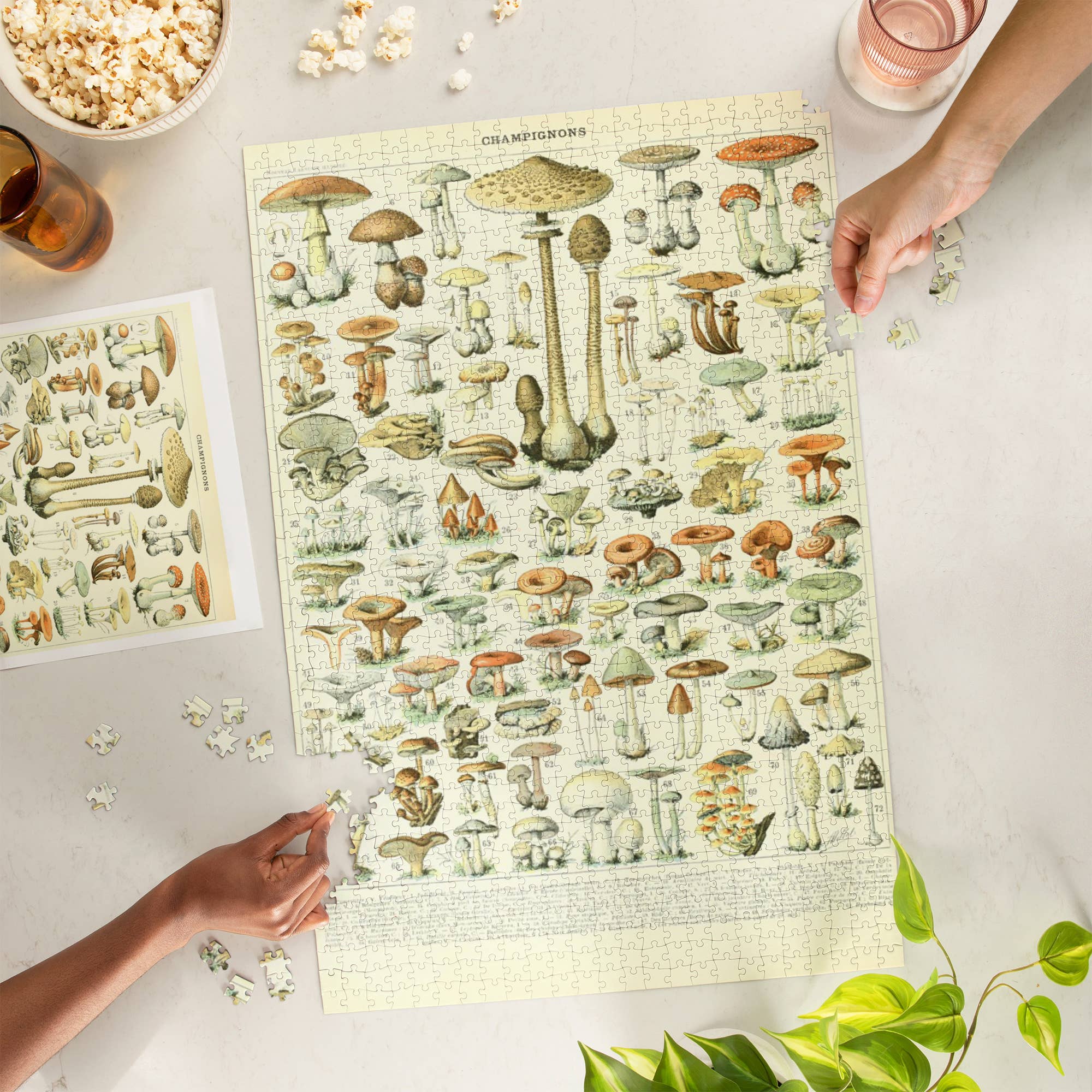 Lantern Press – wholesale Puzzle – Adult – 1000 PIECE PUZZLE Mushrooms, B, Vintage Bookplate1