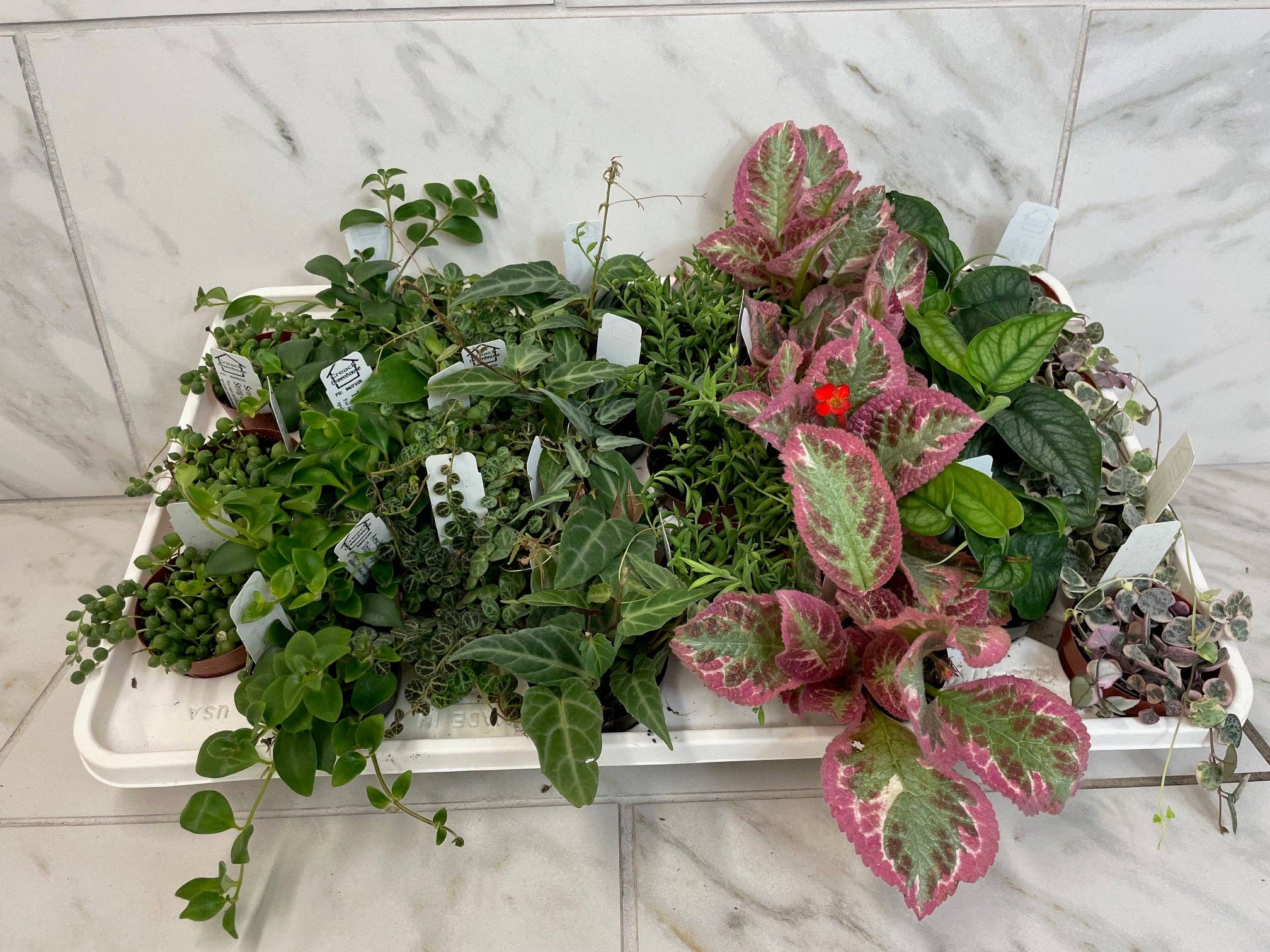 The Plant Farm - Wholesale Live Plant - Full Flat of Trailing Premium Plants in 2" Grower Pot -28 Total Plants0