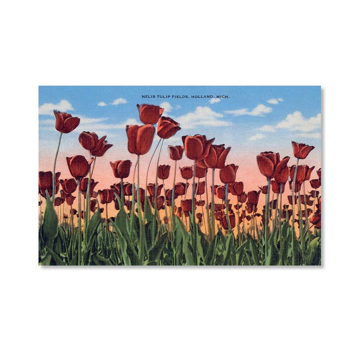 Tulip Fields, Holland Postcard for wholesale by Peninsulas