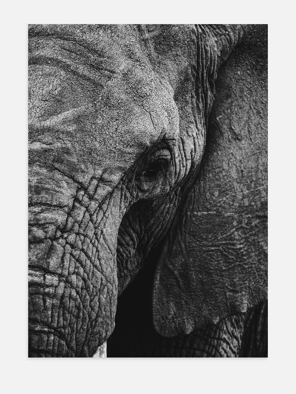 Elephant poster for wholesale by Ouéso