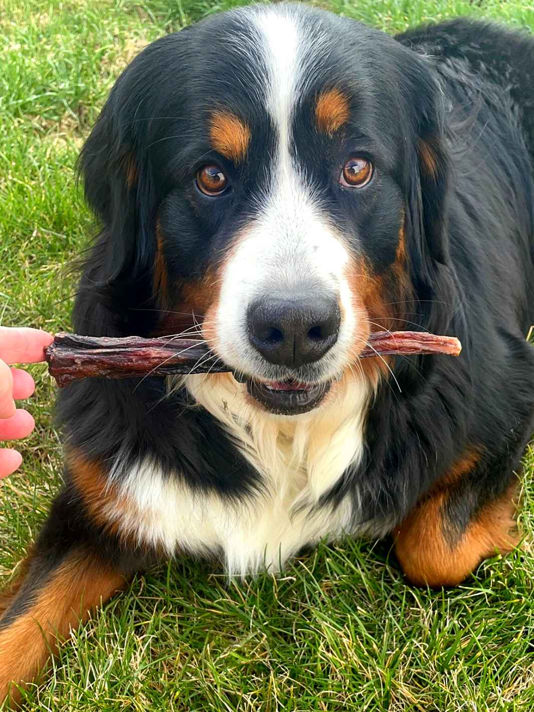 Truffe Délice - Wholesale Pet treats – Dog - Oxtails1