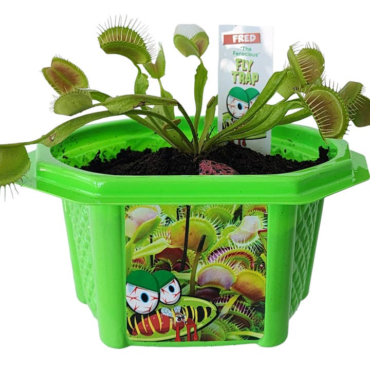 Silver Circle Products - Wholesale DIY Craft Kit - Kids - Fred The Ferocious Flytrap Micro Terrarium