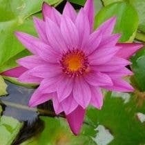 Wetplants - Wholesale Live Plant - Growers Choice Tropical Water Lily (Day Blooming)5