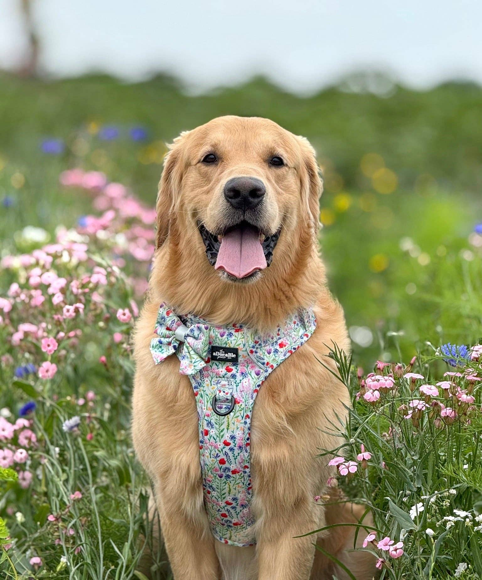 The aDoraBle Pooch Company - Wholesale Tuig voor huisdieren - Hond - Hike & Go Lite™ Harnas - Wildflower Meadow15