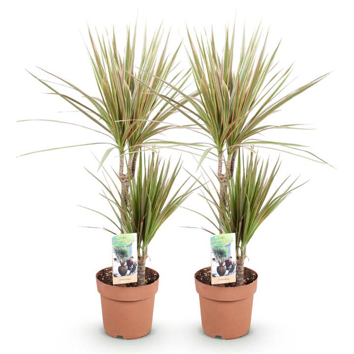 Dracaena marginata Bicolor – 2 piante di dracena facili da curare – 17cm – Altezza 70-75cm – Piante da interno verde-marroni – Eleganti piante purificatrici d'aria per soggiorno ufficio camera da letto per la vendita all'ingrosso da parte di Oasis of Life