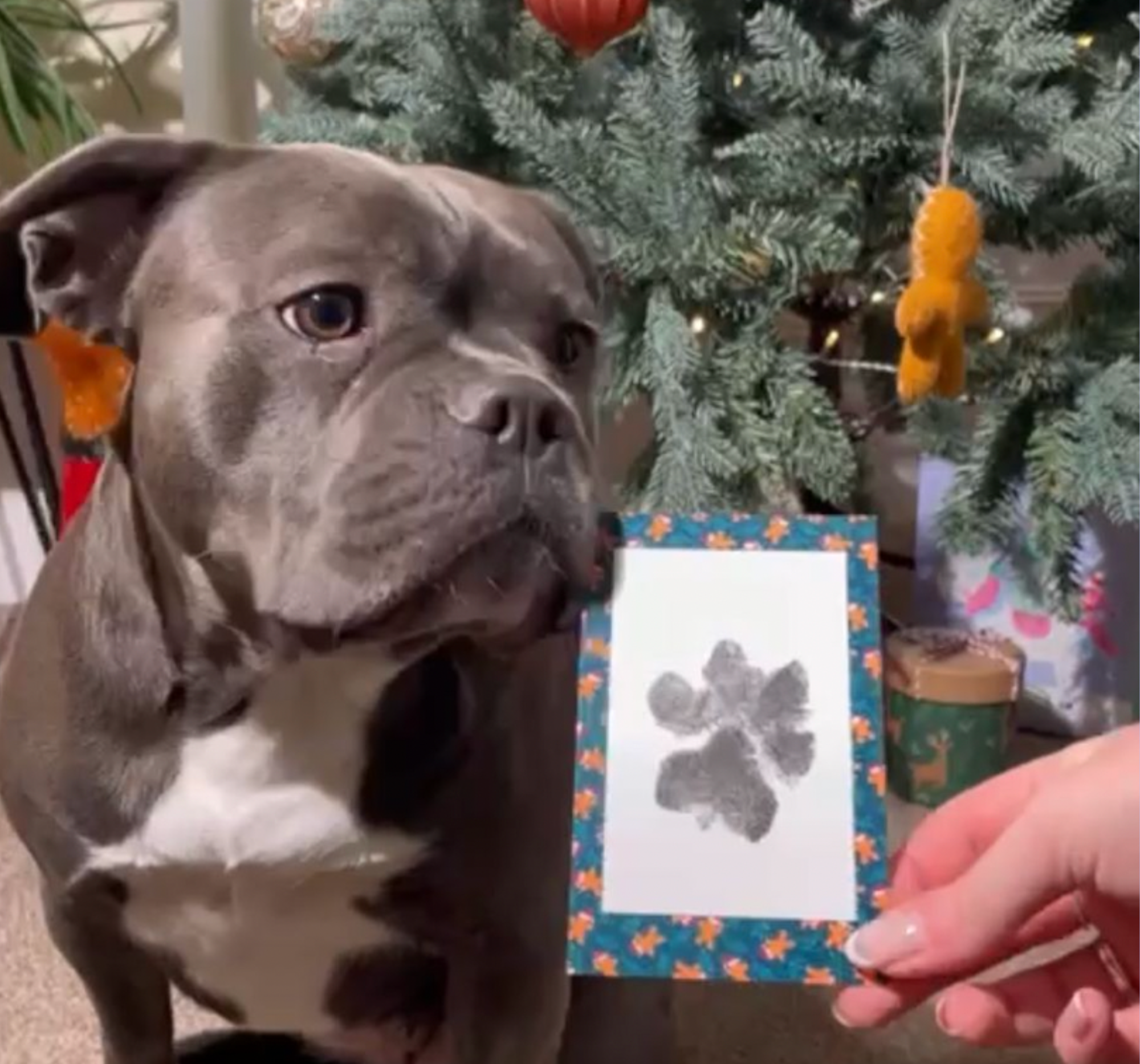 Paw Prints – wholesale DIY craft kit – Pet Paw Print Kits: Cats, Dogs, Puppy, Guinea Pig, Rabbit1