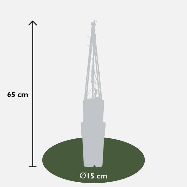 Oasis of Life - Wholesale Live Plant - Virginia Creeper Parthenocissus quinquefolia Engelmannii – Fast-growing Climbing Plant – Self-clinging – 65cm Height Ø15cm – 4 Plants – Hardy & Easy to Care For3