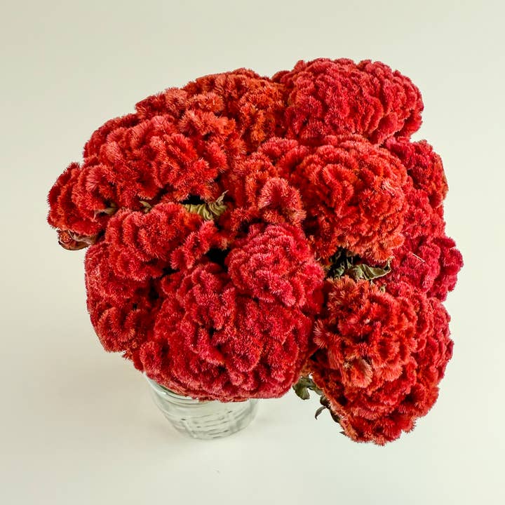 Lovejoy Farms Premium Dried Flowers - Vendita all'ingrosso Fiori secchi/pressati - Celosia Coxcomb Rossa - Collezione Red0