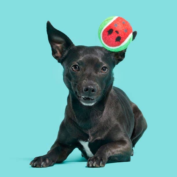 Pet Palette Distribution - Wholesale Pet Squeaky Toy - Dog - BARK Watermelon Tennis Balls4