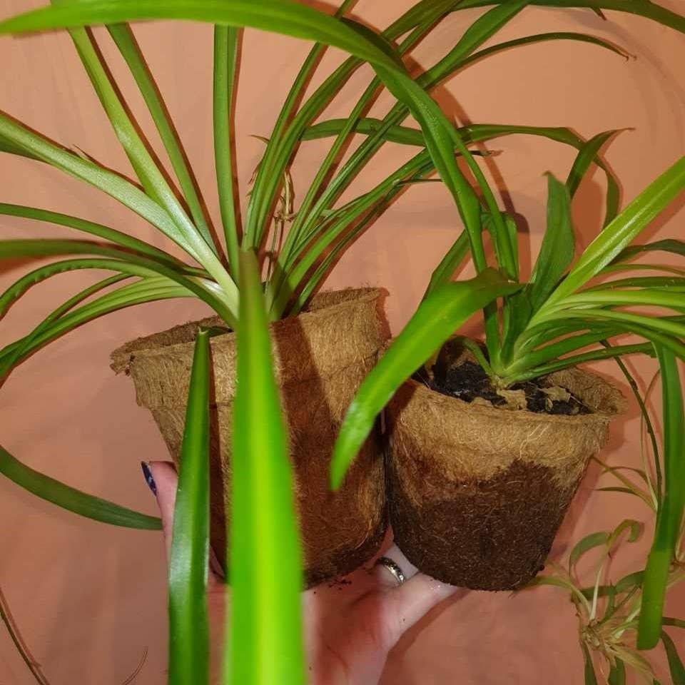 e-pots – wholesale Plant pot – Coir Plant Pots9