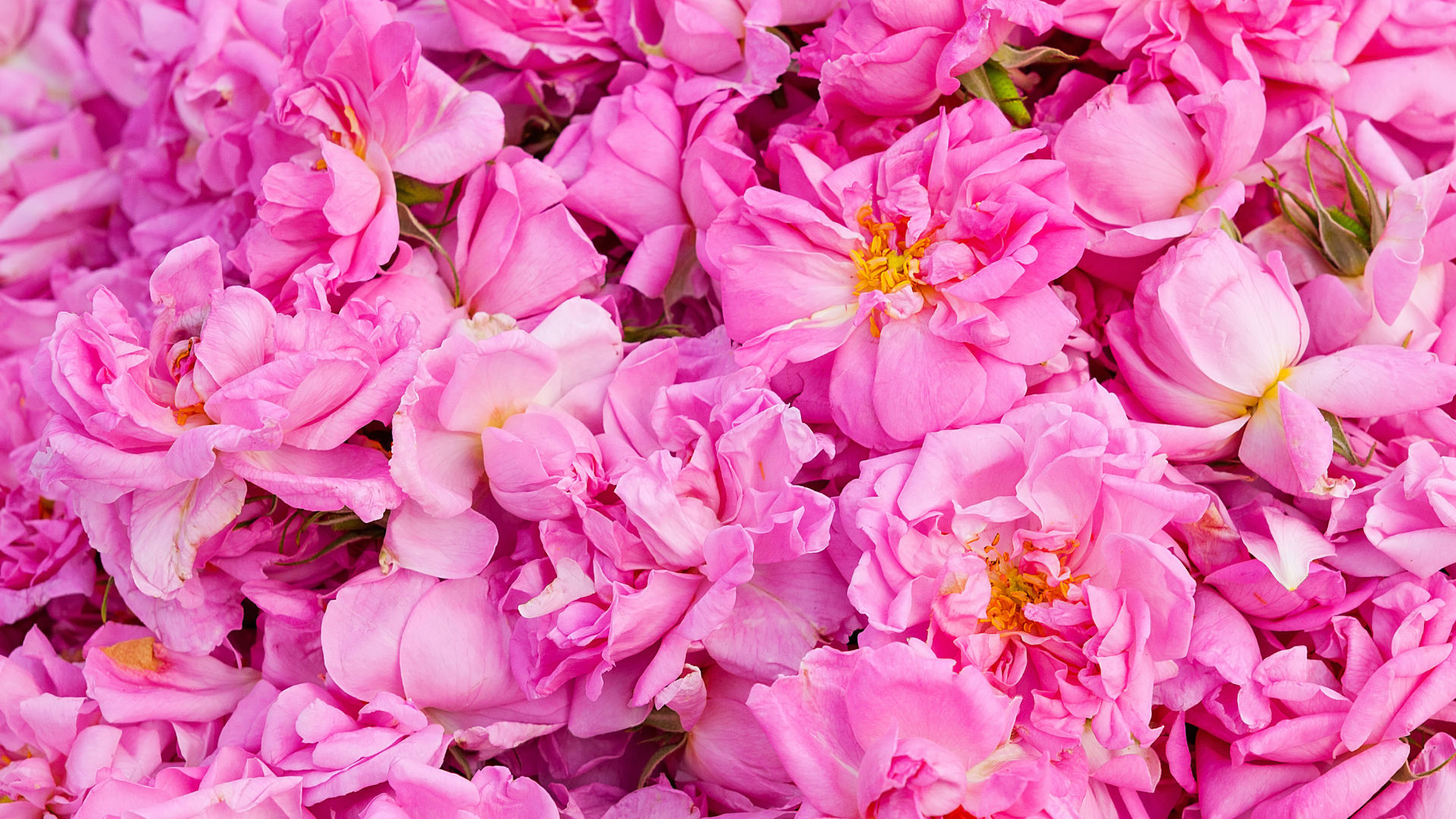 NATURA NATURANS - Wholesale Anti-Aging Moisturizer - 100% natural BIO Anti-Age Rose Smoothing Face Cream3