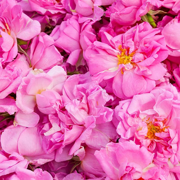 NATURA NATURANS - Wholesale Anti-Aging Moisturizer - 100% natural BIO Anti-Age Rose Smoothing Face Cream3