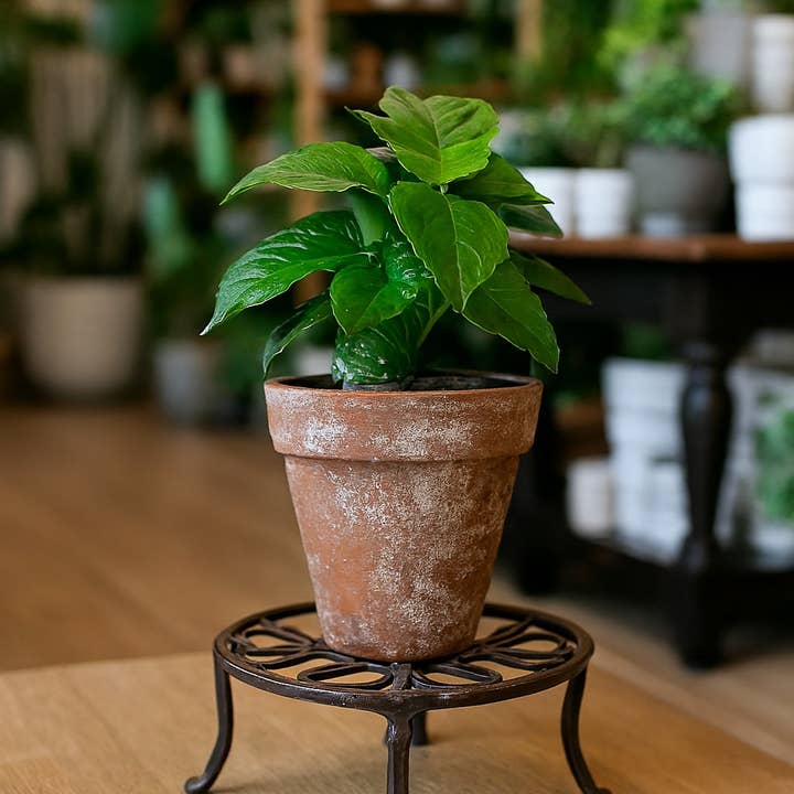 Supporto per piante rotondo in ferro battuto da 10" per la vendita all'ingrosso da parte di Asia West