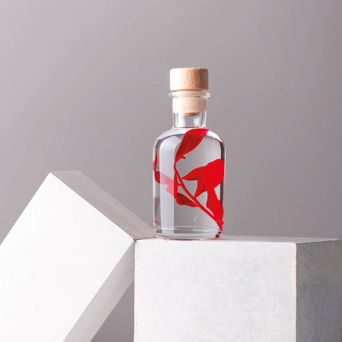 Theophile Berthon - Wholesale Live Plant - Red Ruscus Herbarium submerged plant3