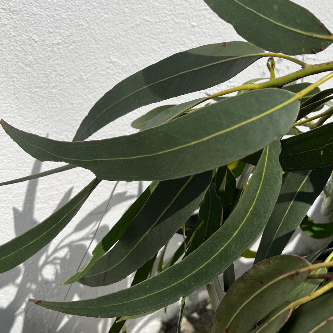 Blackmarket - Wholesale Hand Soap/Wash - DISCO BOX in Sauna Club6