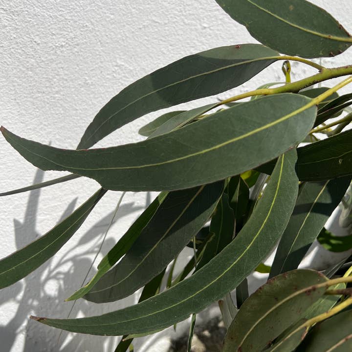 Blackmarket - Wholesale Hand Soap/Wash - DISCO BOX in Sauna Club6