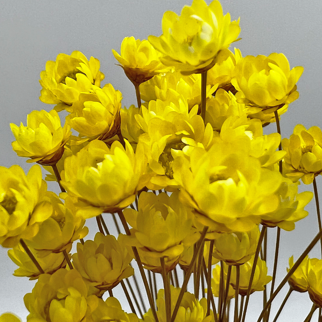 2626 Designs - Vendita all'ingrosso Fiori finti - Fiore Piccola Stella Preservato, 40-50 cm di lunghezza26