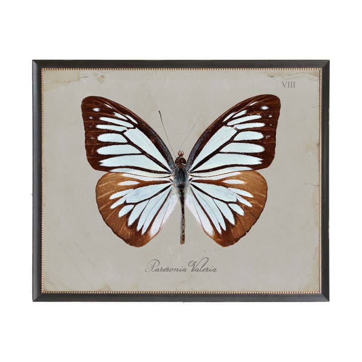 Stampa artistica Plate Viii marrone e blu morbido a forma di farfalla su grigio per la vendita all'ingrosso da parte di Antique Curiosities Inc