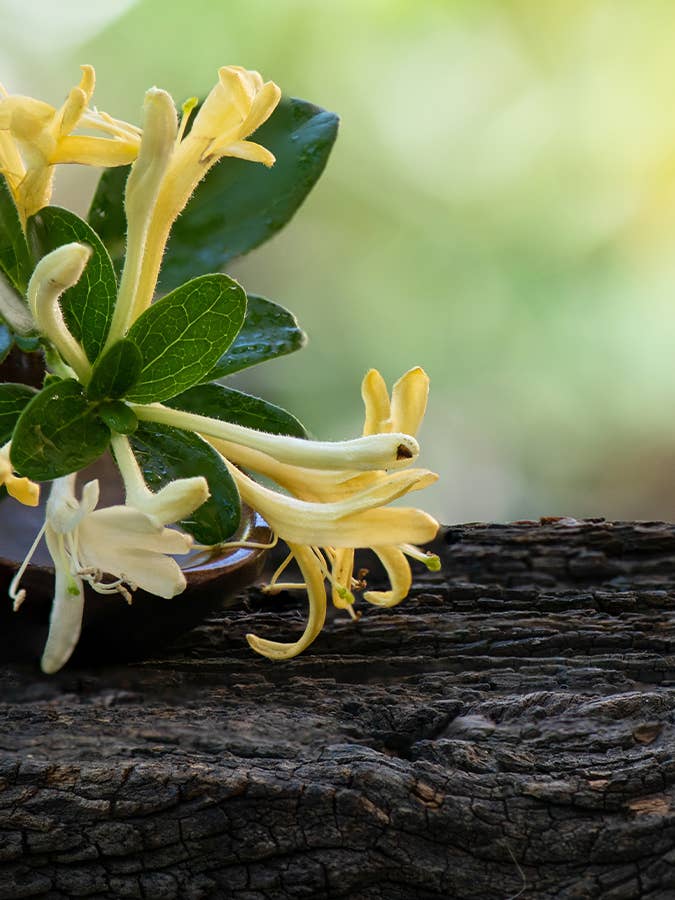 Honeysuckle Scented Melt for wholesale by Warm Glow Candle Company