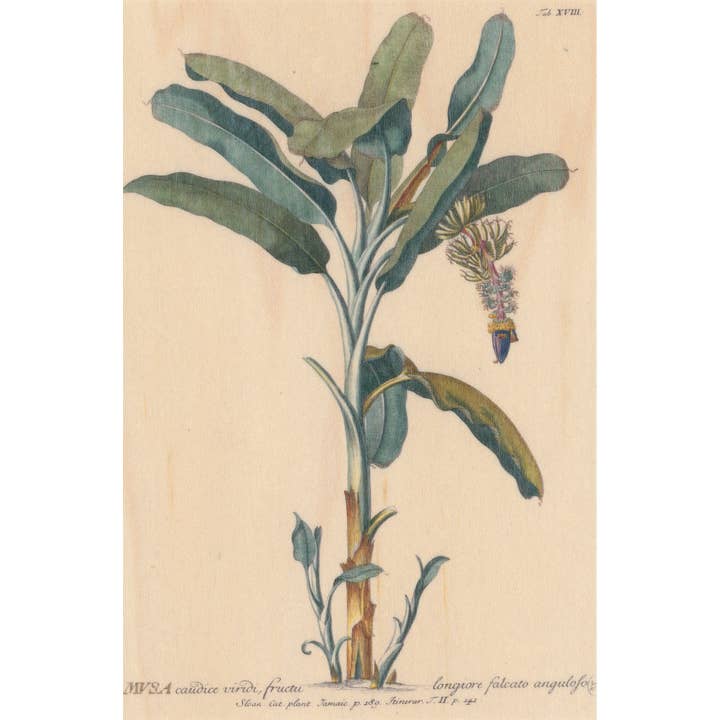 Cartão Postal em Madeira BNF Botanique Musa por atacado de Woodhi