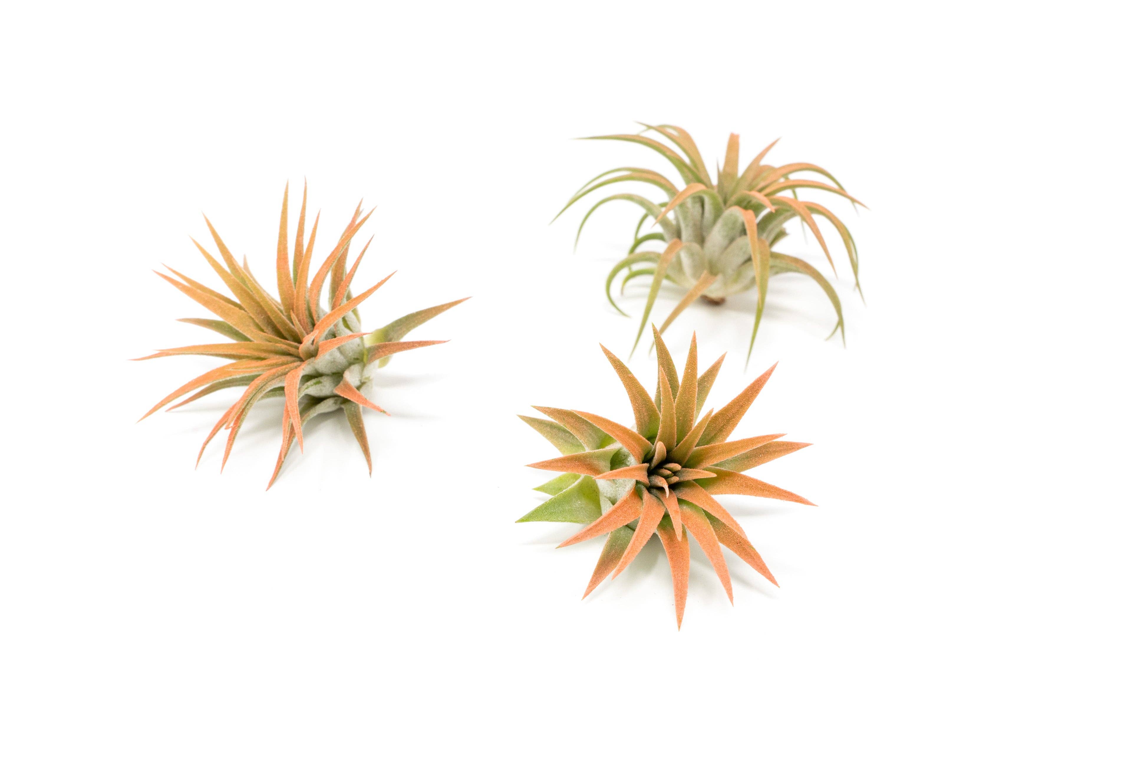 Air Plant Shop - Wholesale Live Plant - Color Enhanced Tillandsia Ionantha Rubra Air Plants11