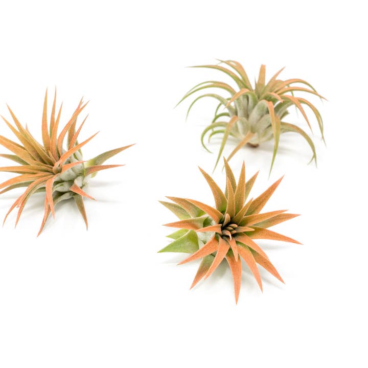 Air Plant Shop - Wholesale Live Plant - Color Enhanced Tillandsia Ionantha Rubra Air Plants11