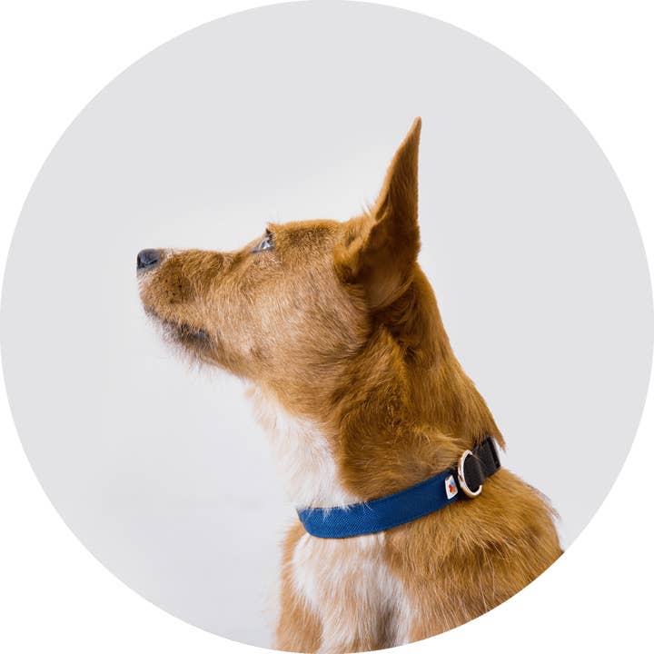 Wildebeest - Wholesale Pet Collar - Dog - Funston Classic Dog Collar12