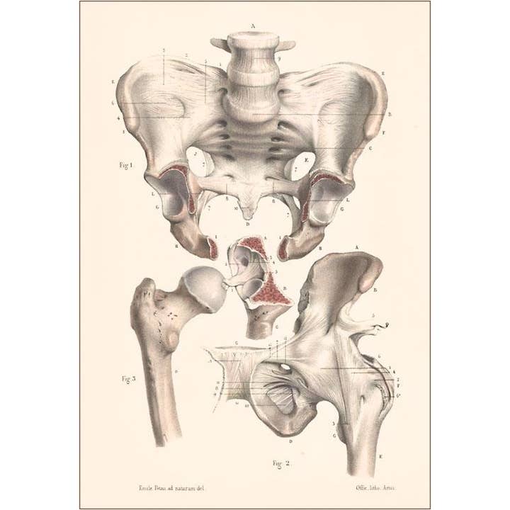 Carte postale AY-17 Os sacro-iliaques pour la vente par Found Image Press