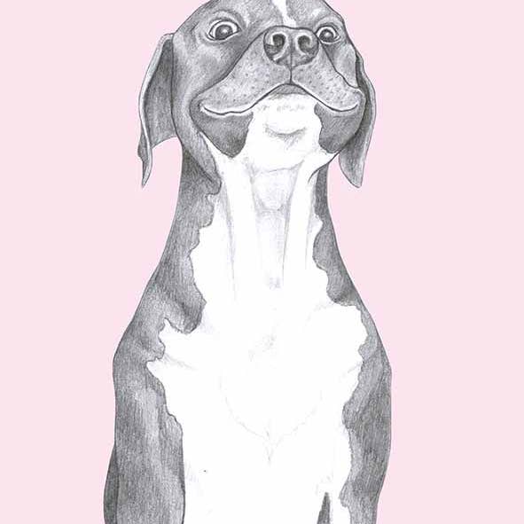I AM NIEN - Wholesale Everyday Greeting Card - American Staffordshire Terrier