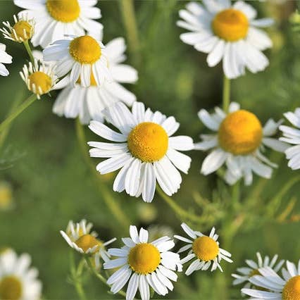 Ollois - Wholesale Oral Supplement/Vitamin - Olloïs Chamomilla 200CK Vegan Organic kosher, 80 Pellets8