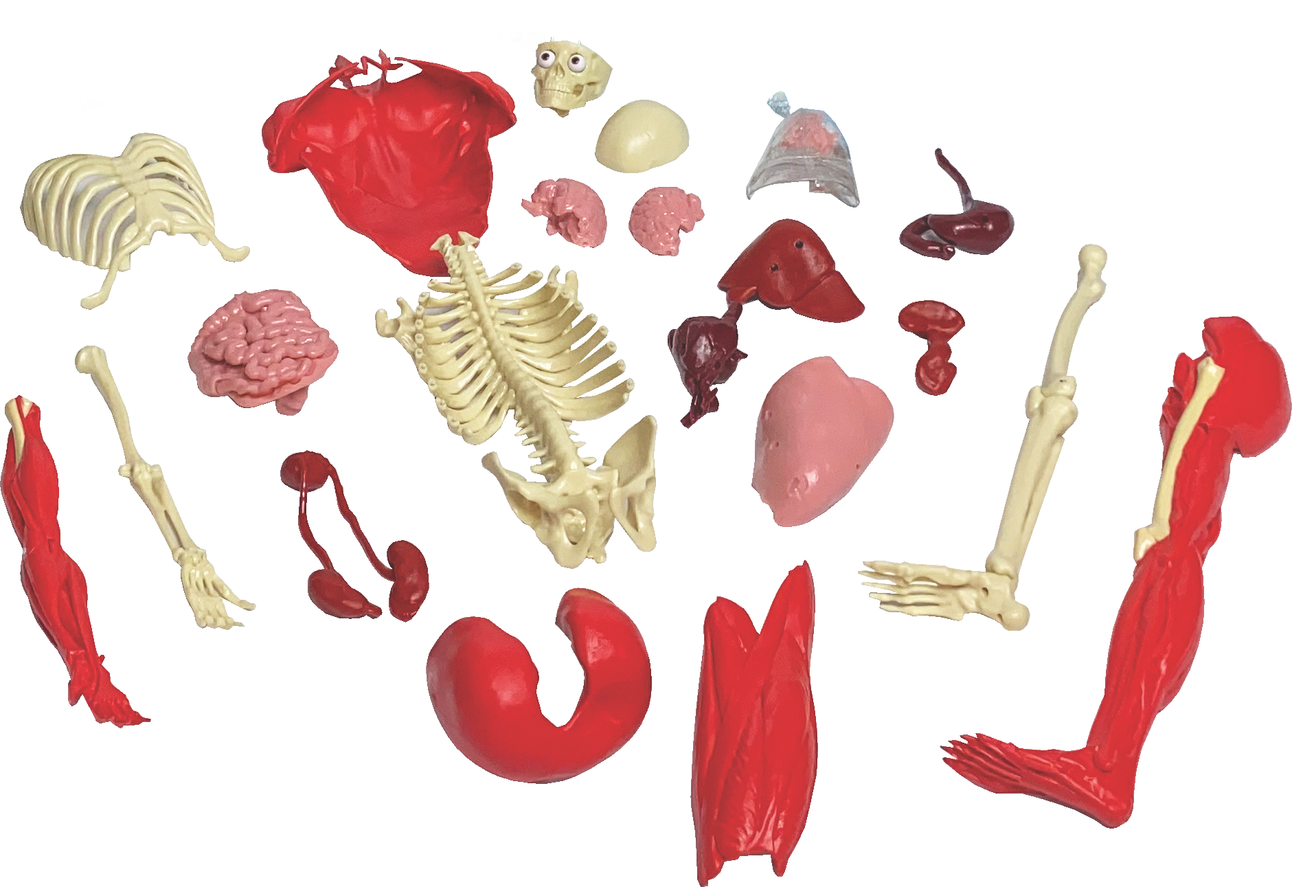 EDC Publishing - Wholesale Toy Set - Kids - Ultimate Squishy Human Body Lab1