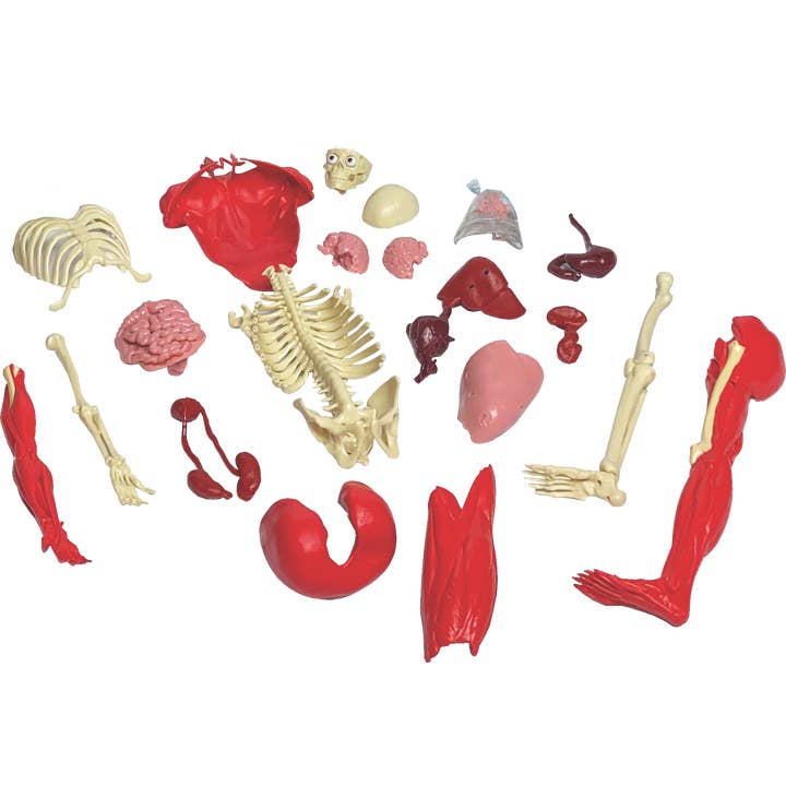 EDC Publishing - Wholesale Toy Set - Kids - Ultimate Squishy Human Body Lab1