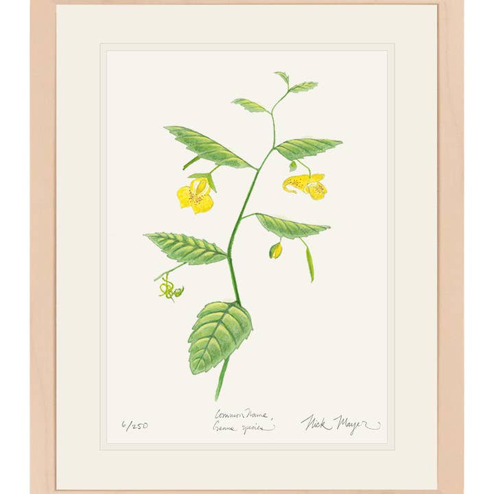 Pale Jewelweed Wildflower Limited Edition Print for wholesale by Nick Mayer Art
