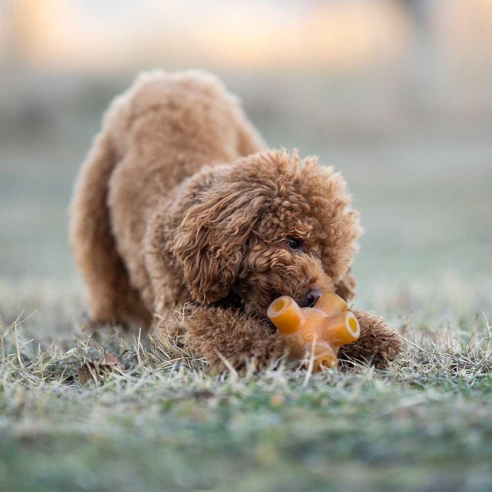 POCURULL SL (Retorn) - Wholesale Kauwspeeltje voor honden - Hond - Rub Free Jump speeltje voor honden9