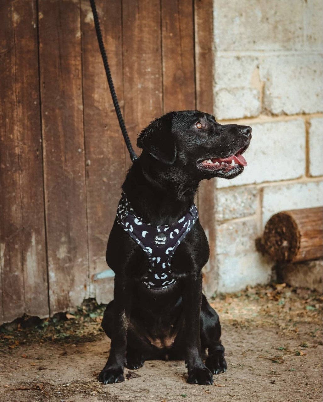 Sassy Paws Collection – Engroshandel Kæledyrssele – Hund – Hundebrystsele - 'Black Panther'7