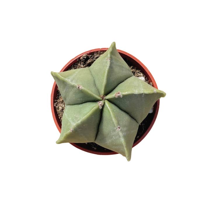 Succulent Wholesale - Wholesale Succulent - Astrophytum myriostigma nudem | Bishop’s Cap ‘Nudem’ Cactus